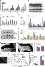 OxPhos Rodent WB Antibody in Western Blot (WB)