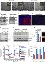 OxPhos Rodent WB Antibody in Western Blot (WB)