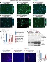 OxPhos Rodent WB Antibody in Western Blot (WB)