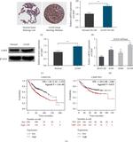 CMIP Antibody in Western Blot (WB)