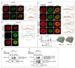 EPPK1 Antibody in Western Blot (WB)