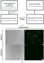 HHV-1 TK Polyclonal Antibody