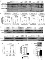 NDUFC1 Antibody in Western Blot (WB)