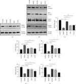 GNG10 Antibody in Western Blot (WB)