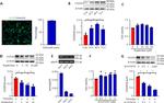 CH25H Antibody in Western Blot (WB)