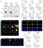 METTL23 Antibody in Western Blot, Immunocytochemistry (WB, ICC/IF)