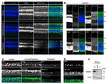 METTL23 Antibody in Western Blot, Immunohistochemistry (WB, IHC)