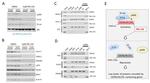 PGAP1 Antibody in Western Blot (WB)