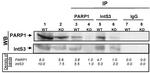 INTS3 Antibody in Western Blot, Immunoprecipitation (WB, IP)