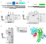 INTS3 Antibody in Western Blot (WB)