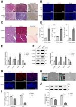 GLIS2 Antibody in Immunohistochemistry (Paraffin) (IHC (P))