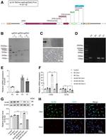 GLIS2 Antibody in Immunocytochemistry (ICC/IF)