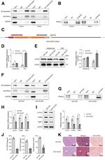 GLIS2 Antibody in Western Blot (WB)