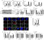 NLRC4 Antibody in Immunohistochemistry (IHC)