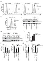 IFN gamma Antibody in Flow Cytometry (Flow)