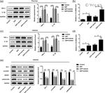 beta-Defensin 1 Antibody in Western Blot (WB)