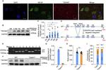 TSPAN7 Antibody in Immunohistochemistry (Paraffin) (IHC (P))