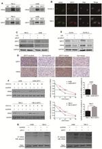 QPCT Antibody in Immunohistochemistry, Immunocytochemistry (IHC, ICC/IF)