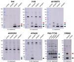 RAMP1 (extracellular) Antibody in Western Blot (WB)