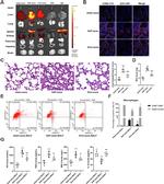 CD163 Antibody in Flow Cytometry (Flow)