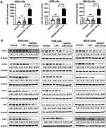 Talin 1 Antibody in Western Blot (WB)