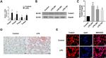 TM9SF1 Antibody in Western Blot, Immunohistochemistry (WB, IHC)