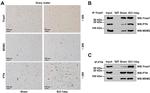 MDM2 Antibody in Western Blot, Immunohistochemistry (WB, IHC)