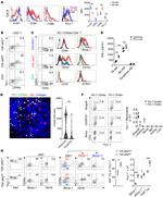 CD49a (Integrin alpha 1) Antibody in Flow Cytometry (Flow)