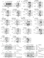 ARHGEF3 Antibody in Western Blot (WB)