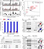 FAM83D Antibody in Western Blot (WB)