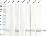 Mouse IgG (H+L) Secondary Antibody in Western Blot, SDS-PAGE (WB, SDS-PAGE)