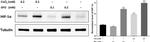 Mouse IgG (H+L) Secondary Antibody in Western Blot (WB)