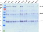 Mouse IgG (H+L) Secondary Antibody in Western Blot (WB)