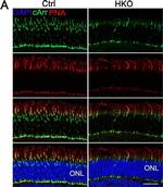 Mouse IgG (H+L) Cross-Adsorbed Secondary Antibody in Immunocytochemistry (ICC/IF)