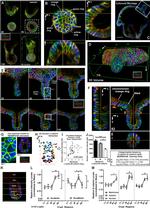 E-cadherin Antibody in Immunocytochemistry (ICC/IF)
