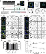 E-cadherin Antibody in Immunocytochemistry (ICC/IF)