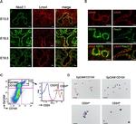 FOXJ1 Antibody in Immunohistochemistry, Immunocytochemistry (IHC, ICC/IF)