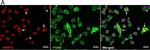 Rat IgG (H+L) Highly Cross-Adsorbed Secondary Antibody in Immunocytochemistry (ICC/IF)