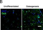 Mouse IgG (H+L) Highly Cross-Adsorbed Secondary Antibody in Immunohistochemistry (IHC)