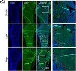 Chicken IgY (H+L) Secondary Antibody in Immunohistochemistry (Paraffin) (IHC (P))