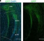 Chicken IgY (H+L) Secondary Antibody in Immunohistochemistry (Frozen) (IHC (F))