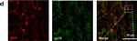 Goat IgG (H+L) Cross-Adsorbed Secondary Antibody in Immunohistochemistry (Frozen) (IHC (F))