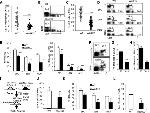 CD4 Antibody in Flow Cytometry (Flow)
