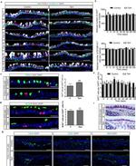 FOXJ1 Antibody in Immunohistochemistry (Frozen), Immunocytochemistry (IHC (F), ICC/IF)