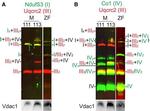Rabbit IgG (H+L) Cross-Adsorbed Secondary Antibody in Western Blot (WB)