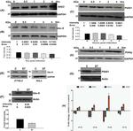 PIASy Antibody in Western Blot (WB)