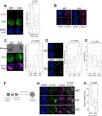 Ki-67 Antibody in Immunocytochemistry (ICC/IF)