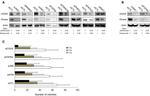 p27 Kip1 Antibody in Western Blot (WB)