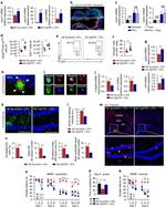 FOXP3 Antibody in Flow Cytometry (Flow)