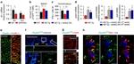 FOXP3 Antibody in Flow Cytometry (Flow)
